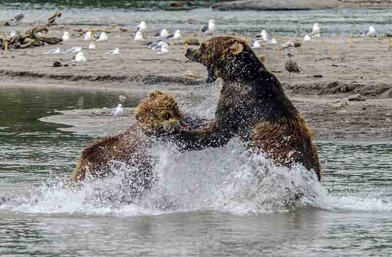 Oso Pardo - Kamchatka - Rusia 03.jpg